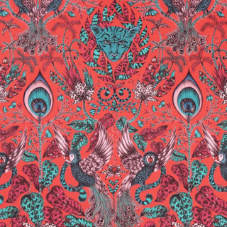 Animalia– Amazon