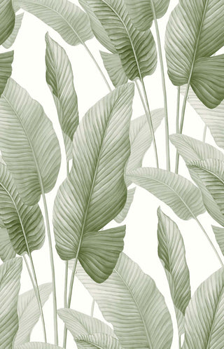 Crown Bali Tropical Mantra wallpaper featuring a crisp tropical banana leaf design. Detailed watercolor banana leaves in shades of pale green rise vertically against a clean white background, creating a serene, airy feel.