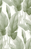 AG60004-Mantra-baby-lettuce