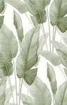 AG60004-Mantra-baby-lettuce