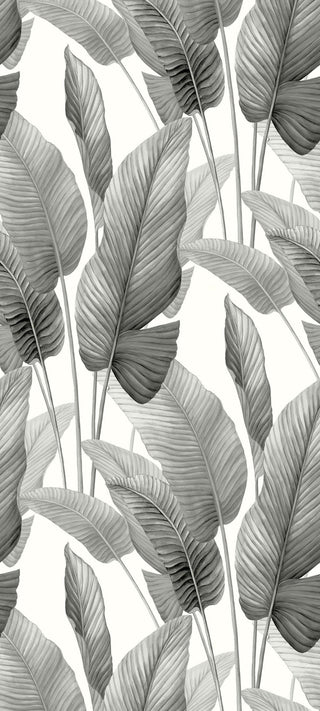 Crown Bali Tropical Mantra wallpaper featuring a crisp tropical banana leaf design. Detailed watercolor banana leaves in shades of dark to light grey rise vertically against a clean white background, creating a serene, airy feel.