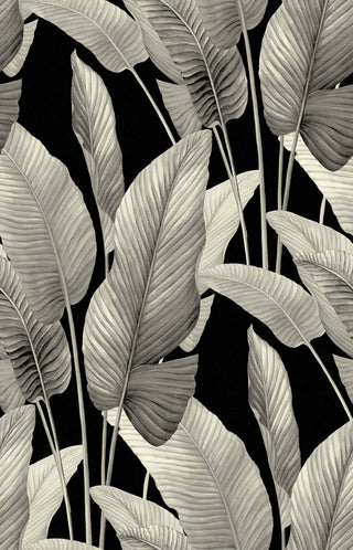 Crown Bali Tropical Mantra-Metallic wallpaper featuring dramatic botanical foliage. Large, detailed palm and banana leaves in metallic silver and ivory shades overlap against a deep, contrasting black background for a modern, dramatic look.