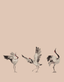 Beige-Cream-Rose-Pink-63442