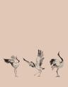 Beige-Cream-Rose-Pink-63442