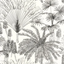 Blanc-Noir-Paradisia-141819
