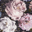 Blush-Charcoal-Floretta_F1088_01_CAC