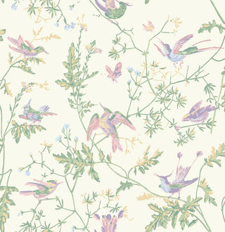 Selections of Hummingbirds - Hummingbirds