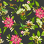 Botanical-Pink-Lotus-W0132_03_CAC