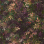 Exotica-2-Congo-W0140_01_CAC