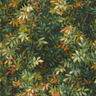 Exotica-2-Congo-W0140_02_CAC