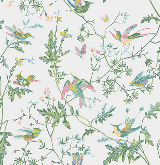 Selections of Hummingbirds - Hummingbirds
