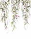 Green-Purple-Lilac-White-Rose-63452