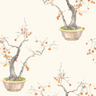Kaki-Persimmon-126_2003_CS-Bergamot