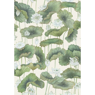 Lily Lotus