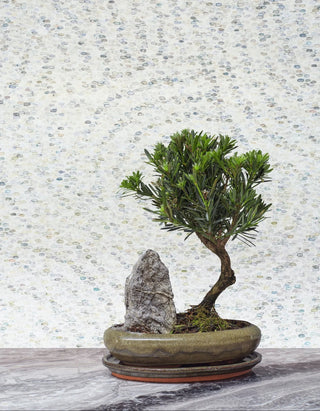 Bonsai tree in a pot with a stone on a marble surface and textured wall background