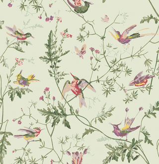 Selections of Hummingbirds - Hummingbirds