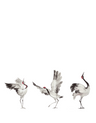 White-63440