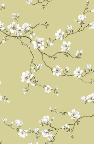 Close-up swatch of Crown's Chinoiserie collection wallpaper in the Moonlace Magnolia pattern. Set against a textured, pale green background with a subtle, painterly grasscloth finish, the elegant design features delicate trailing branches sweeping across the canvas. The slender branches are adorned with large, realistically rendered white magnolia blossoms in full bloom, along with many small, tightly closed flower buds and sparse, delicate green leaves, creating a serene and luxurious botanical look.