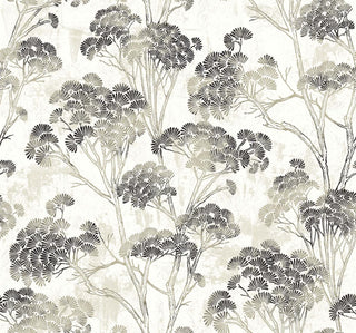Close-up swatch of Crown's Chinoiserie collection wallpaper in the Yulin Trees pattern. The design features a textured, off-white background with a soft, distressed stucco or plaster effect. Spreading across the canvas are elegant, sketchy tree trunks and branches in a light taupe hue. The trees are topped with dense, stylized clusters of fan-shaped pine needles or ginkgo-like leaves in gradient shades of charcoal gray, charcoal-black, and soft taupe, creating a modern, artistic botanical look.