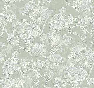 Close-up swatch of Crown's Chinoiserie collection wallpaper in the Yulin Trees pattern. The design features a textured, light-green background with a soft, distressed stucco or plaster effect. Spreading across the canvas are elegant, sketchy tree trunks and branches in a white. The trees are topped with dense, stylized clusters of fan-shaped pine needles or ginkgo-like leaves in gradient shades of charcoal gray, charcoal-black, and soft taupe, creating a modern, artistic botanical look.